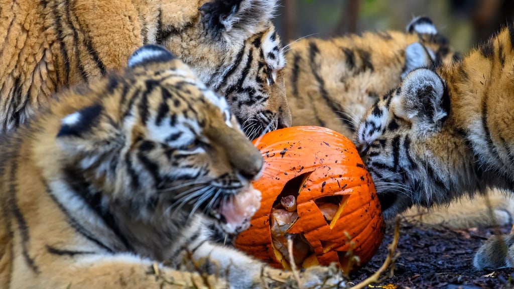 Am Wochenende nach Halloween feiern die Zoos einen besonderen Tag.