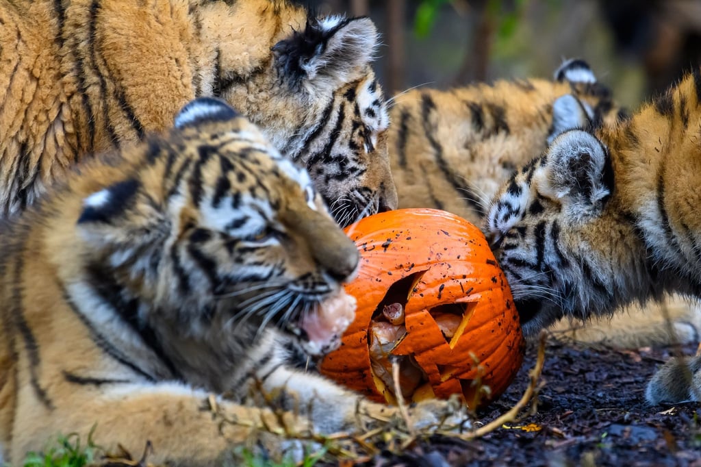 Am Wochenende nach Halloween feiern die Zoos einen besonderen Tag.