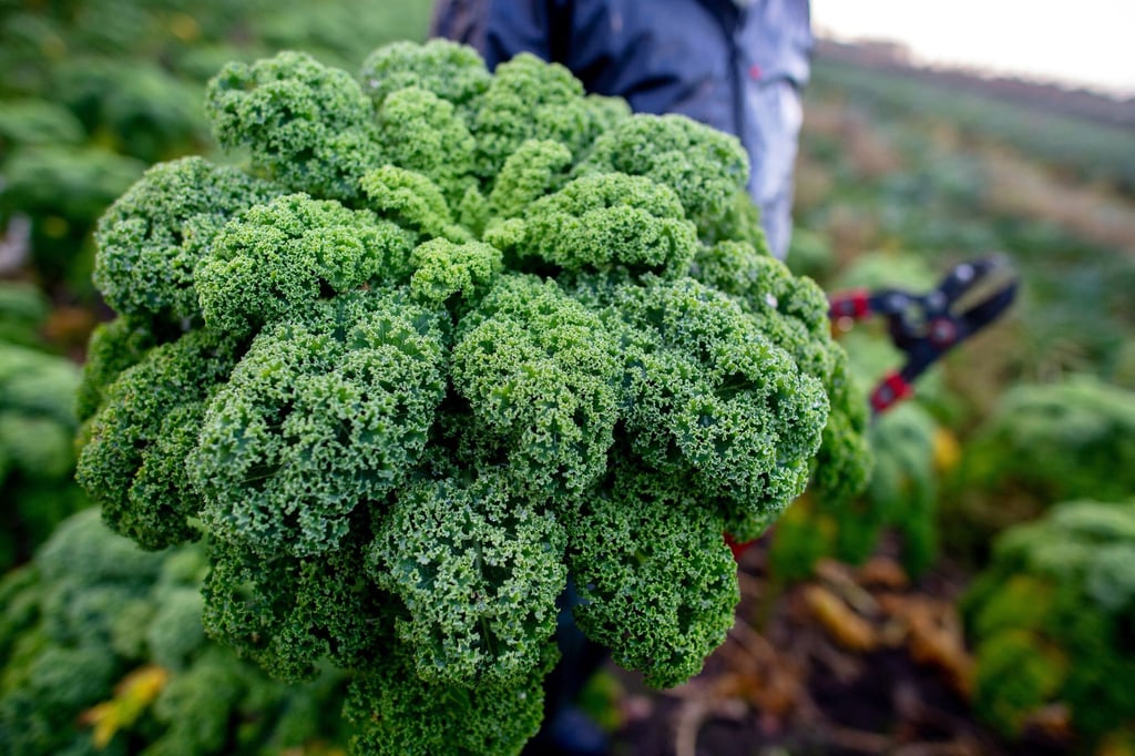 Niedersachsen Landwirte haben mit der Grünkohlernte begonnen.