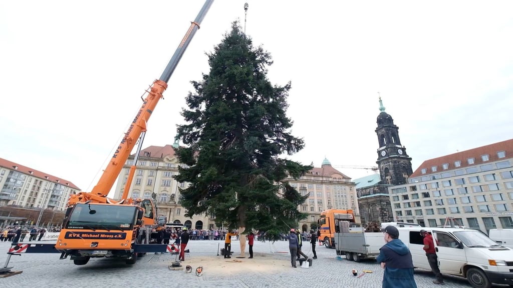 Eine gut 20 Meter hohe Veitchs Tanne ziert den diesjährigen Dresdner Striezelmarkt.