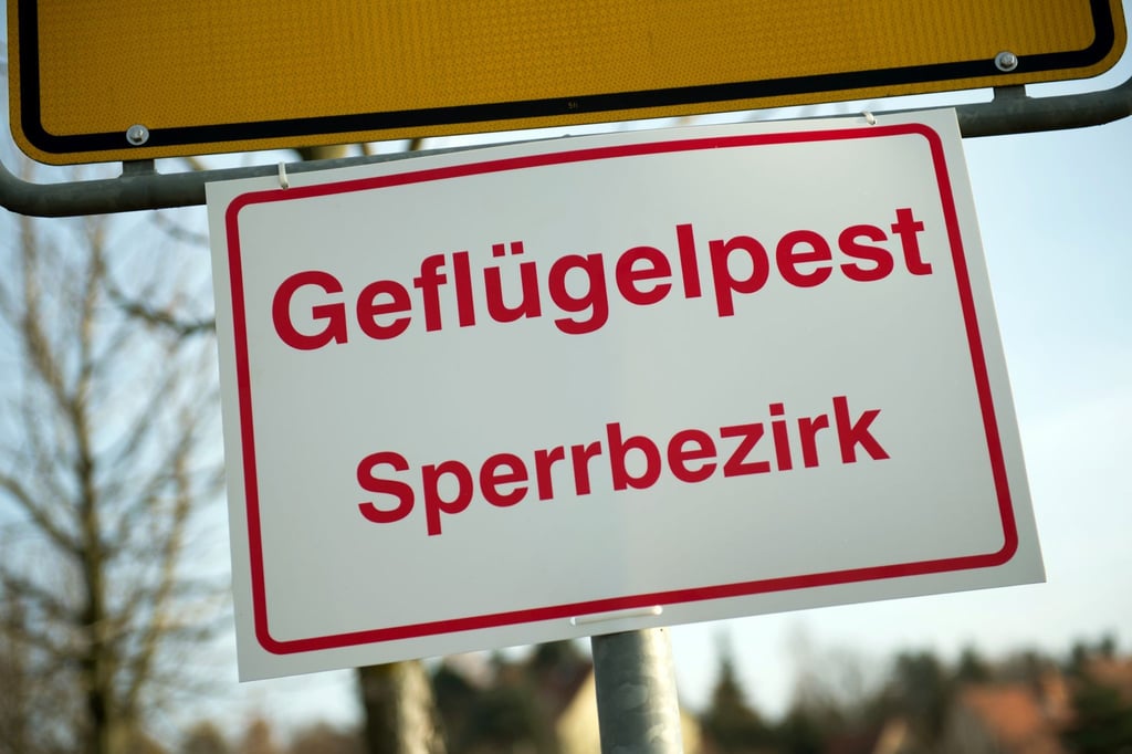 Erneut ist in Niedersachsen ein Fall von Geflügelpest festgestellt worden - betroffen ist diesmal ein Bestand von 10.000 Legehennen bei Barnstorf. (Archivbild)