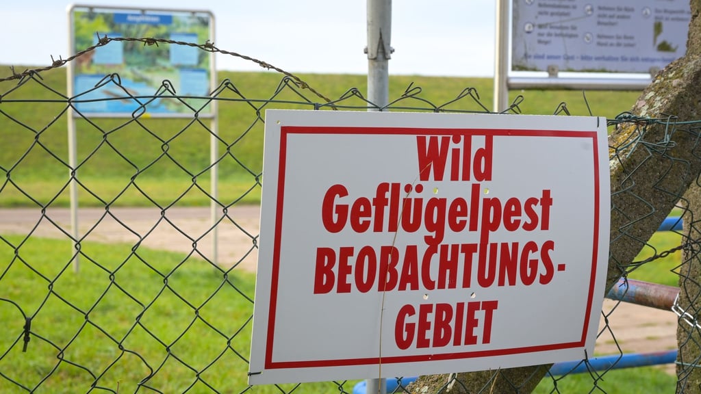 Im Landkreis Mansfeld-Südharz wurde die erste Sperrzone wegen der Vogelgrippe eingerichtet.