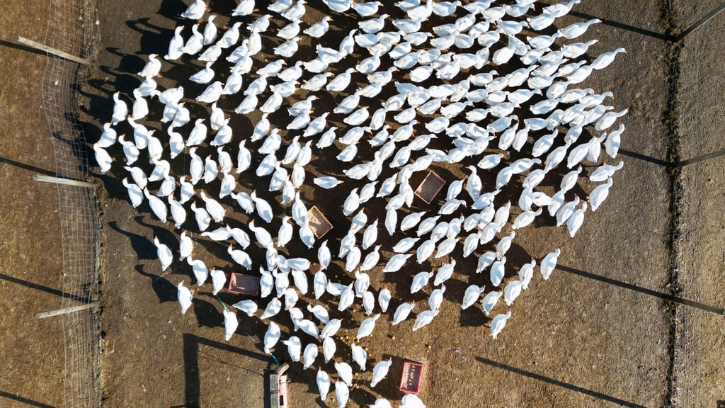 In Brandenburg sind neue Fälle von Vogelgrippe nachgewiesen worden. (Archivbild)