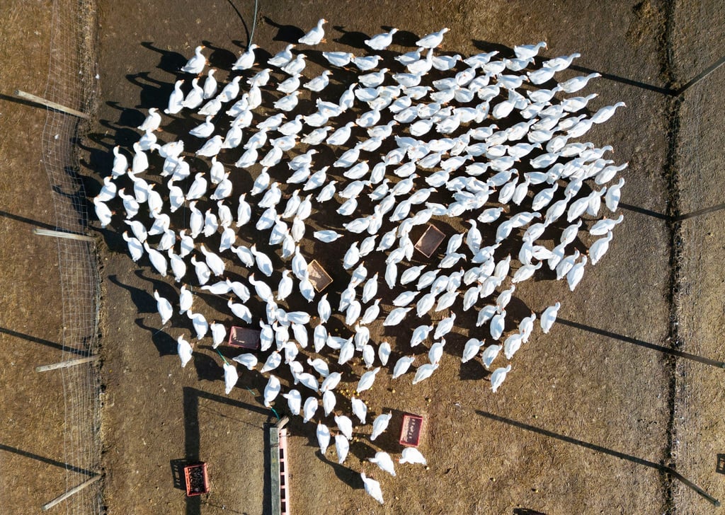 In Brandenburg sind neue Fälle von Vogelgrippe nachgewiesen worden. (Archivbild)