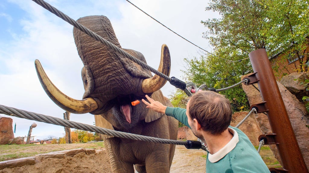 Am Landeszootag wollen Tierparks und Zoos ihre Arbeit vorstellen.