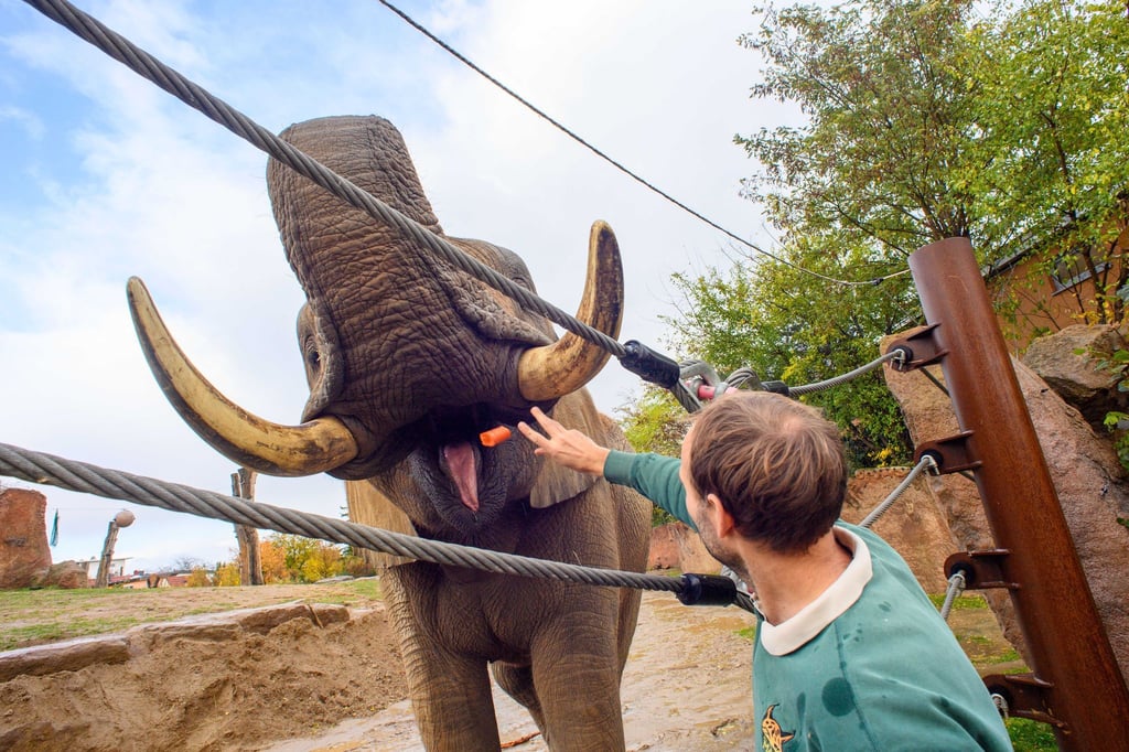 Am Landeszootag wollen Tierparks und Zoos ihre Arbeit vorstellen.