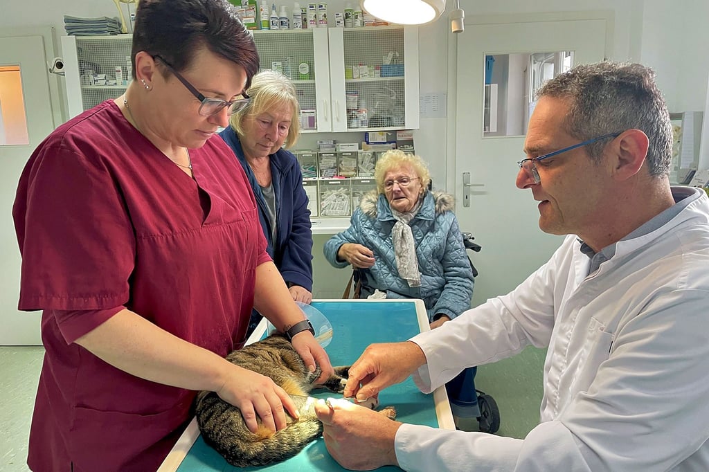 Beim Ziehen der Fäden von Katze Mira  (v.l.):  Helferin Christina Neil, Siegrid Baudach, Inge Weller und Tierarzt Dr. Christian Kühnel in Genthin.