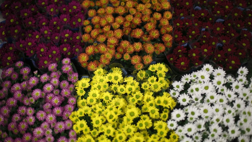 Zartes Rosa, leuchtendes Gelb, tiefes Burgunderrot: Chrysanthemen überzeugen mit Farbenpracht.