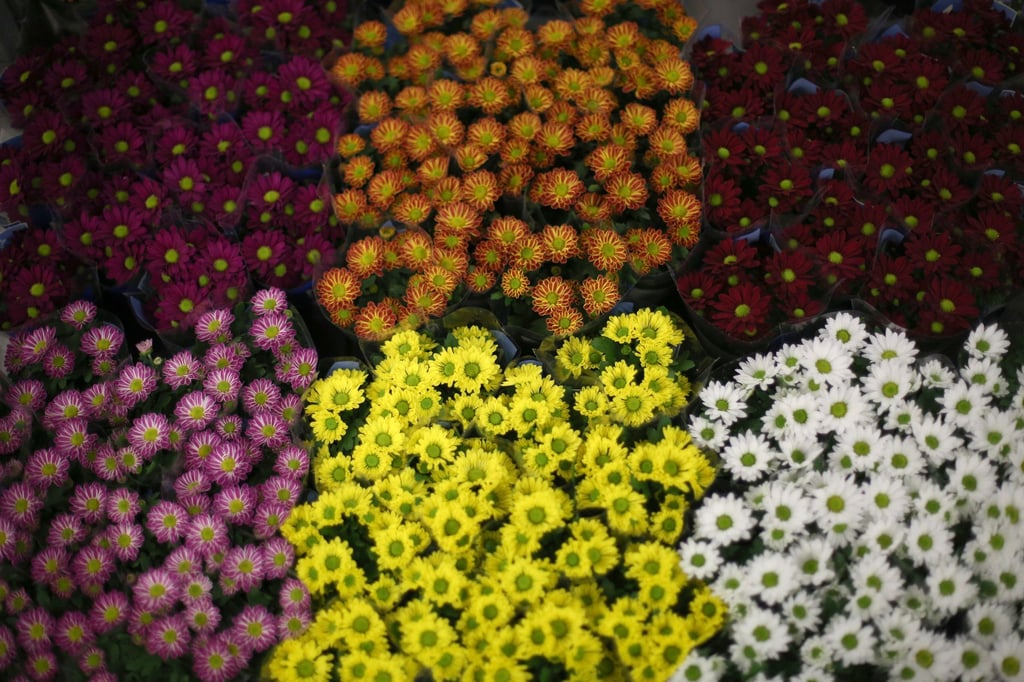 Zartes Rosa, leuchtendes Gelb, tiefes Burgunderrot: Chrysanthemen überzeugen mit Farbenpracht.