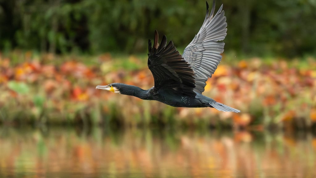 In Thüringen werden jährlich mehr als 1.000 Kormorane abgeschossen. (Symbolbild)