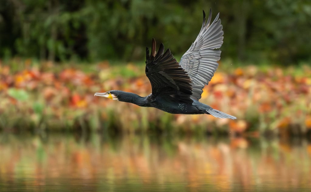 In Thüringen werden jährlich mehr als 1.000 Kormorane abgeschossen. (Symbolbild)