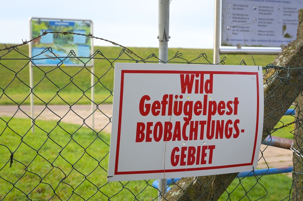 Im Landkreis Mansfeld-Südharz wurde die erste Sperrzone wegen der Vogelgrippe eingerichtet.