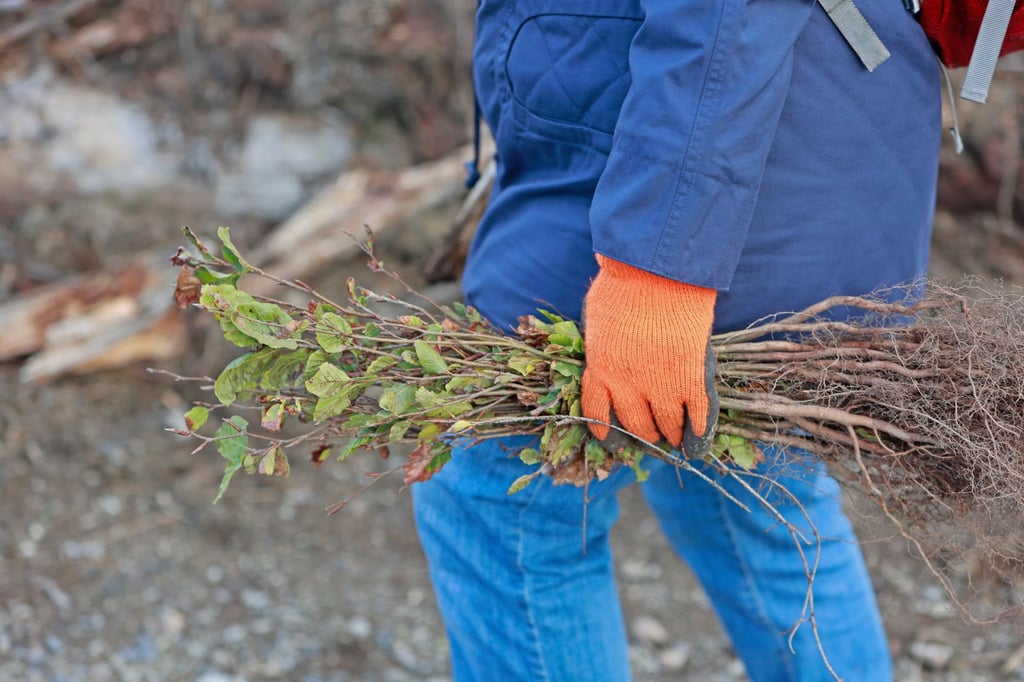 Baumsetzlinge werden vorbereitet, um noch bis Ende November gepflanzt zu werden. (Symbolbild)