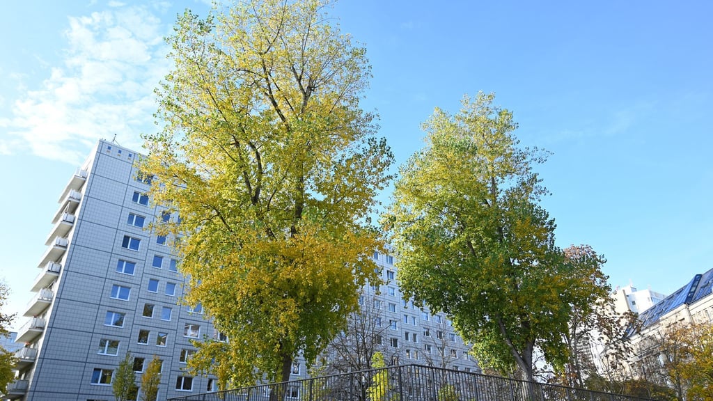 Laut dem neuen Klimaanpassungsgesetz soll es in Berlin bis 2040 eine Million Bäume geben.