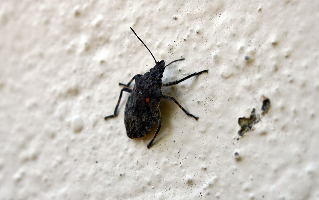 Stinkwanzen halten sich gern auf warmen  Wänden auf. Fühlen sie sich bedroht, dann stinkt’s.   