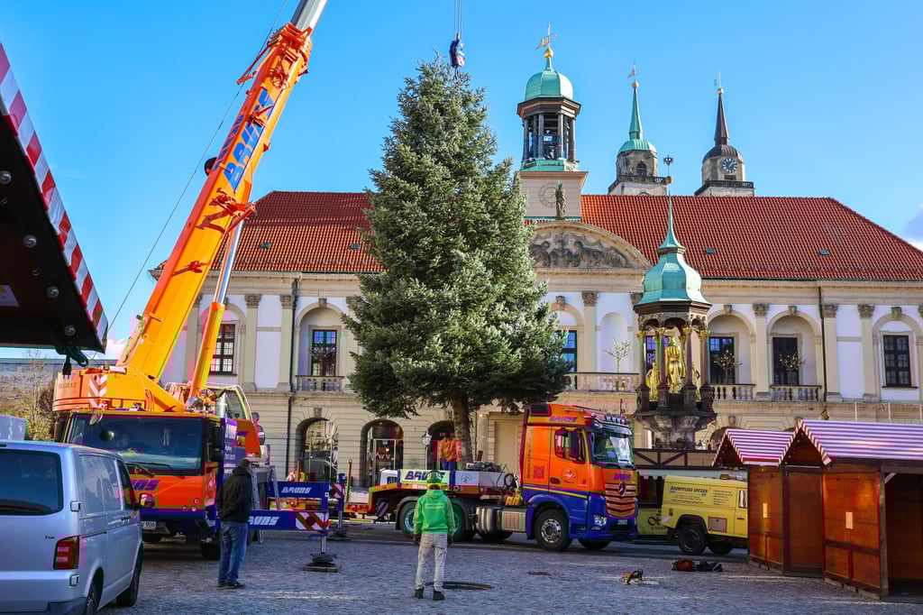 Der Baum für den diesjährigen Weihnachtsmarkt in Magdeburg ist am Montag (3. November 2025) auf dem Alten Markt aufgestellt worden.