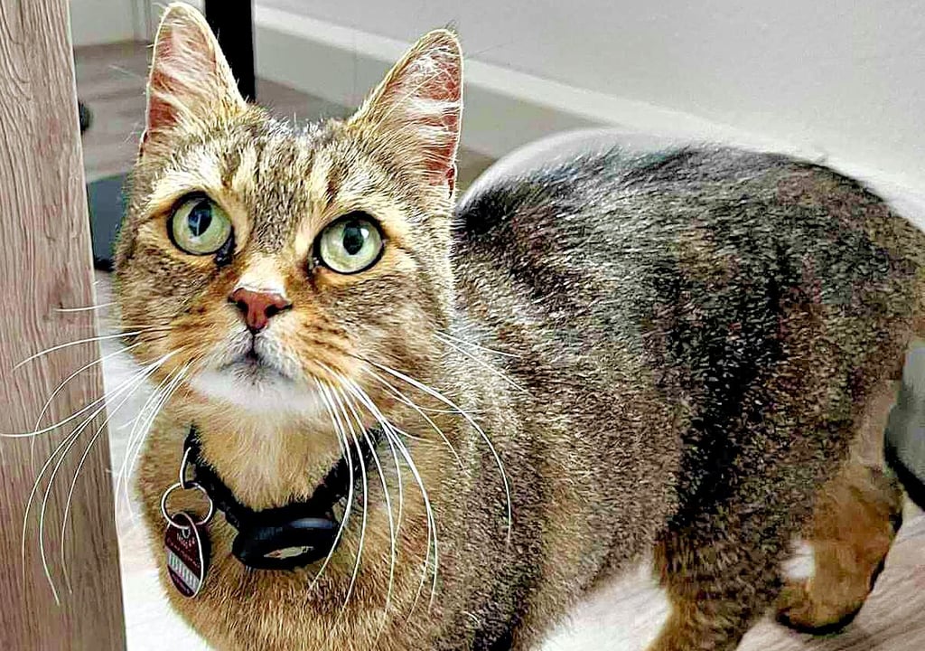 Stella in jungen Jahren – noch schlank und flink