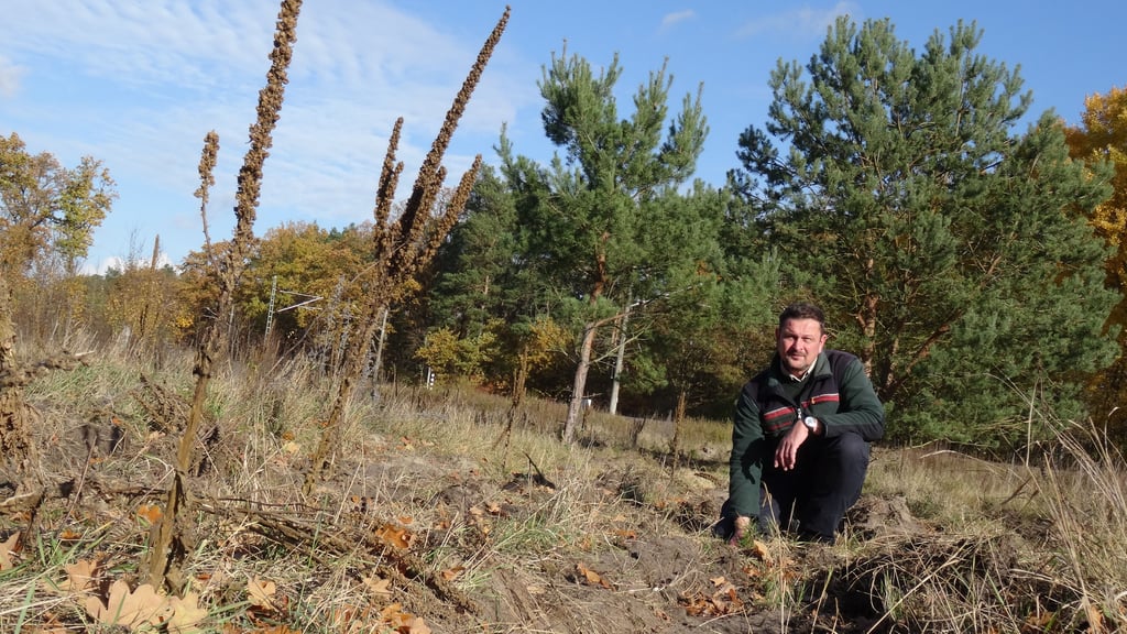 Stefan Kaiser, Leiter des Forstreviers Seehausen (Altmark), auf der Fläche, die am Sonnabend, 8. November 2025, aufgeforstet wird. 