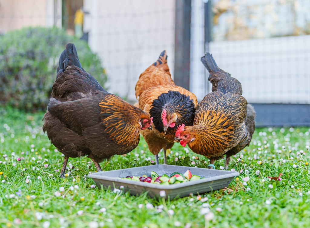 Hühner dürfen in Anhalt-Bitterfeld ab Dienstag, 4. November, nicht mehr nach draußen. 