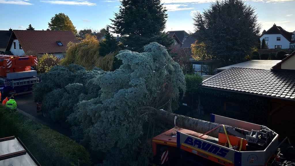 Eine Douglasie aus Irxleben ist der diesjährige Tannenbaum für den Magdeburger Weihnachtsmarkt.