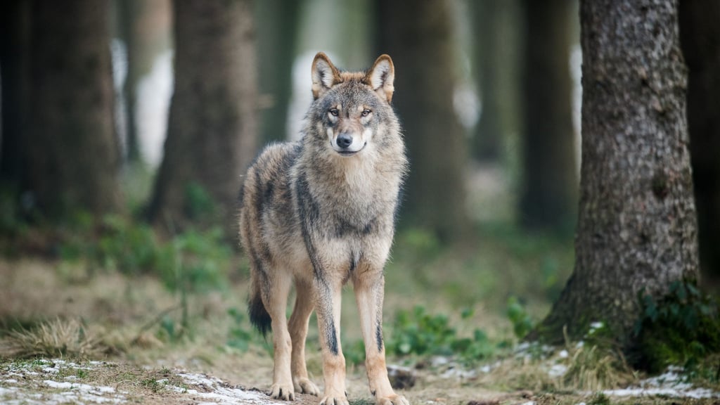 Die Wolfs-Hotline in Sachsen schaltet nachts Anrufbeantworter. (Archivbild)