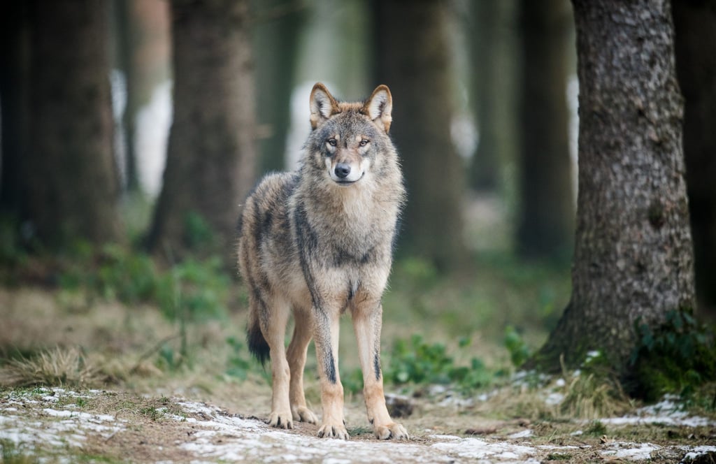 Die Wolfs-Hotline in Sachsen schaltet nachts Anrufbeantworter. (Archivbild)