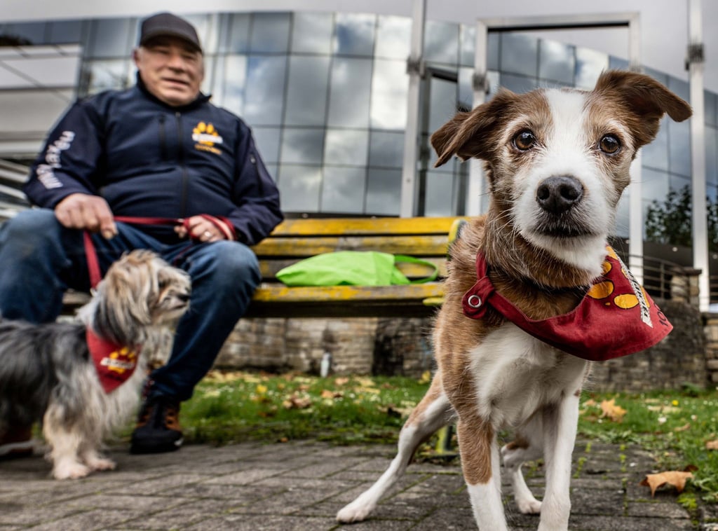 Die Malteser suchen Teams aus Hund und Mensch, um anderen etwas Gutes zu tun. (Archivbild)