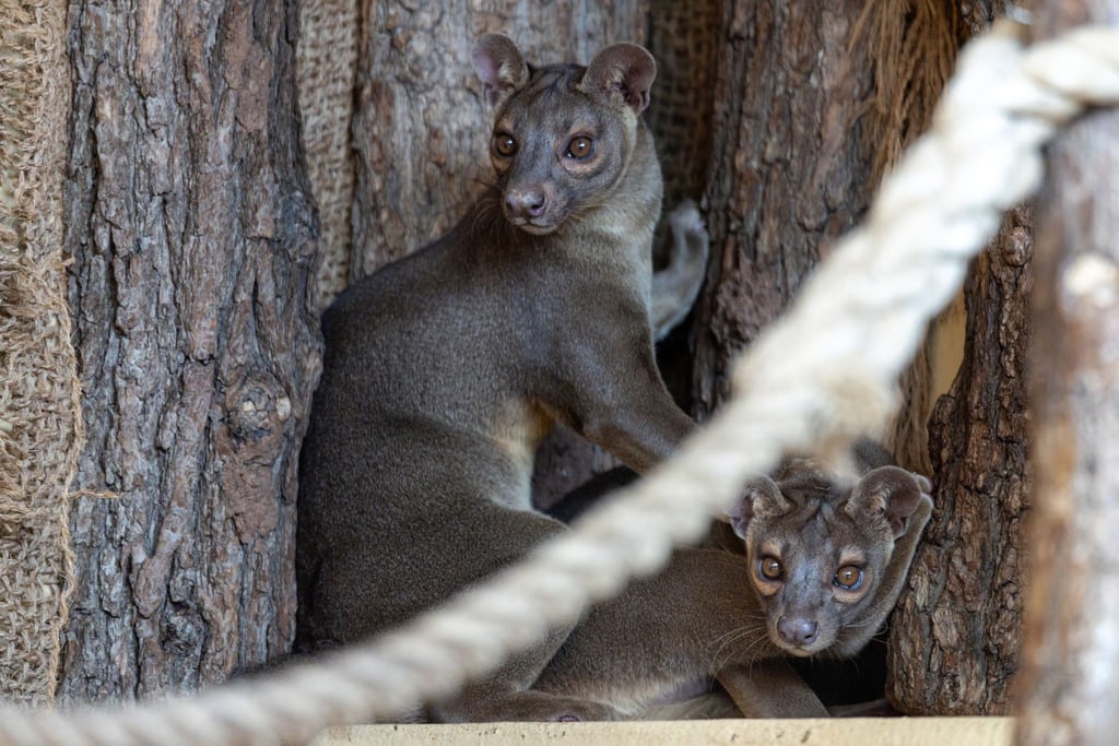 Das Brüderpaar Bodo und Ravo kam in einem niederländischen Zoo zur Welt.