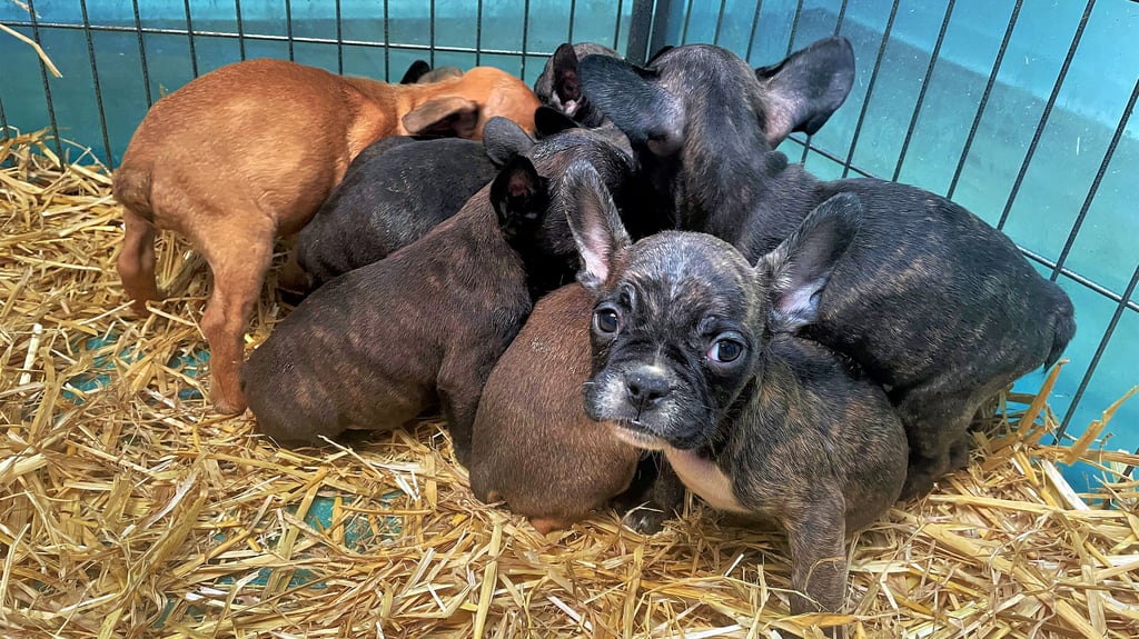 Französische Bulldoggen-Welpen wie diese gehörten zur illegalen Zucht des Angeklagten.