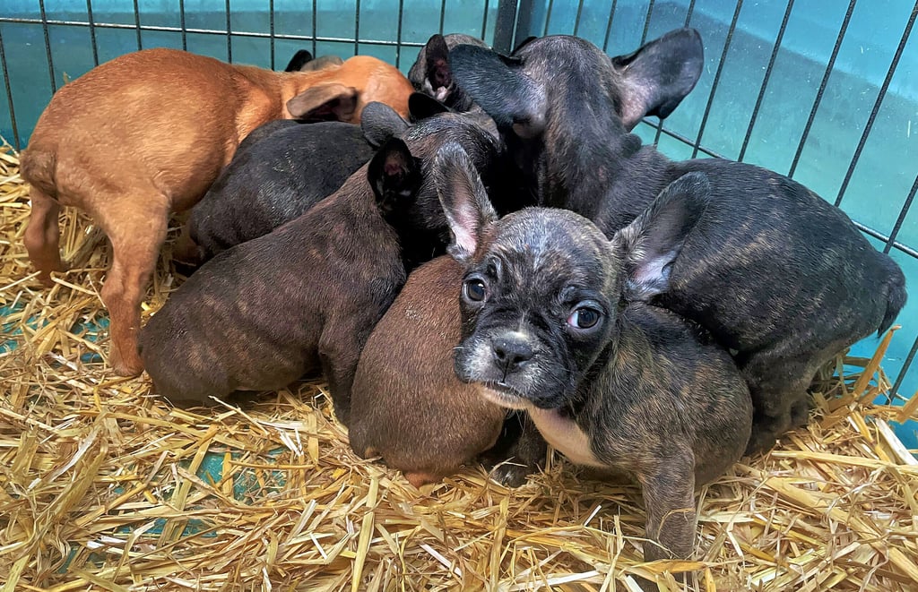  Französische Bulldoggen-Welpen wie diese gehörten zur illegalen Zucht des Angeklagten. 