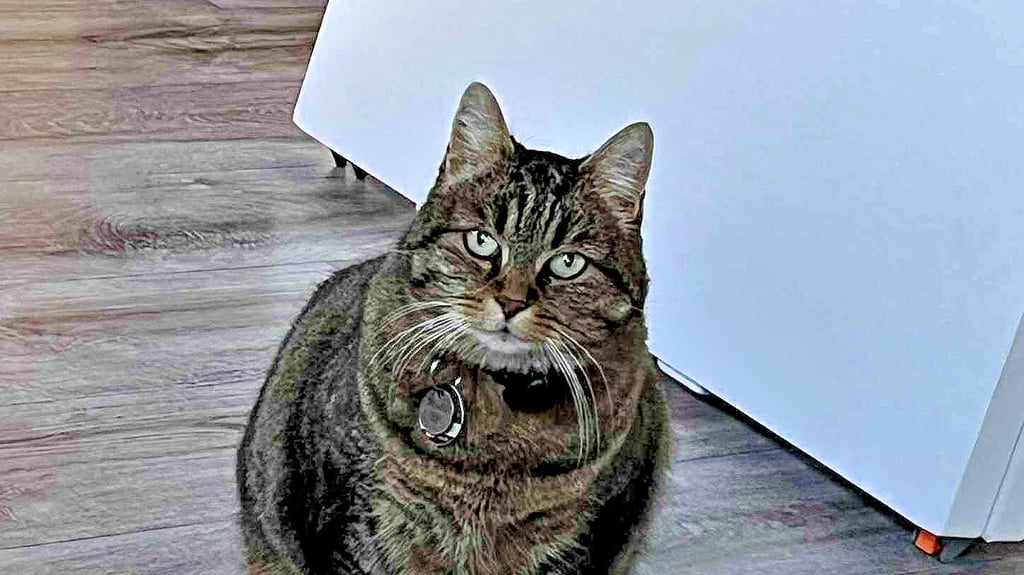 Die berühmte Katze Stella vom „schwarzen Netto“ in Wittenberg –  kurvig und charmant, denn sie wird von Supermarkt-Kunden überfüttert - trotz der Appelle ihrer Besitzerin.&nbsp;&nbsp;