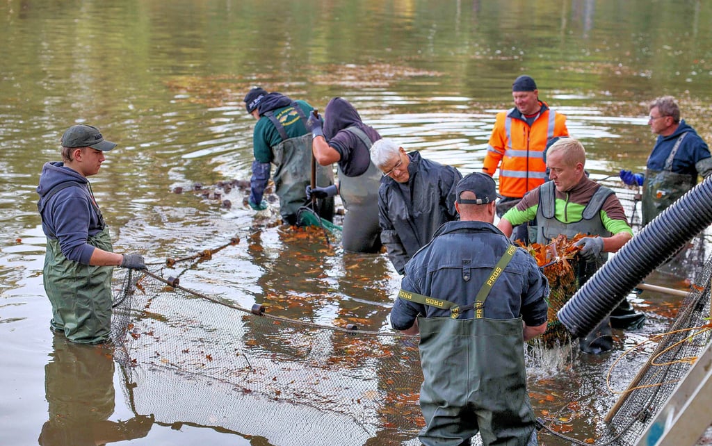 Das Abfischen in Bad Schmiedeberg ist Team-Arbeit.
