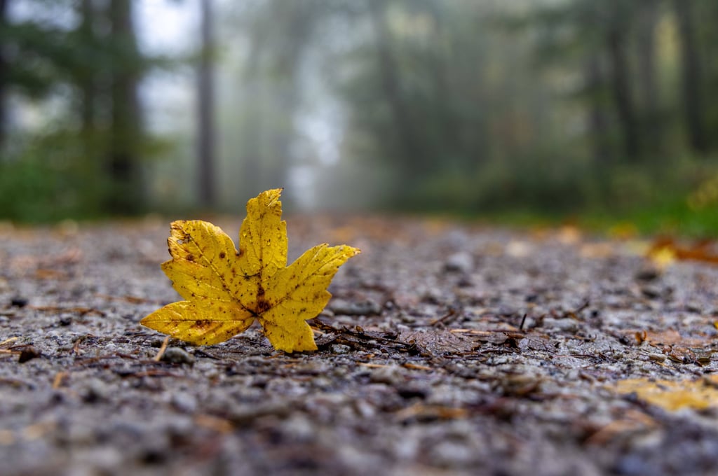 In Heiko Wiedenbecks Krimi "Was zu beweisen war"  glaubt ein neugieriger Rentner nicht an den Unfalltod eines Waldarbeiters und beginnt zu ermitteln.