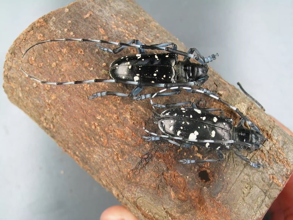 Die Bekämpfung des asiatischen Schädlings konnte in den vergangenen Jahren erfolgreich intensiviert werden. Nun gibt es einen Rückschlag.