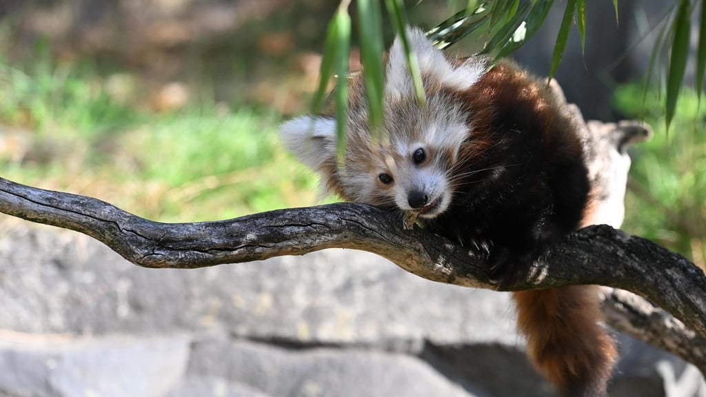 Der Zoo Hannover trauert um einen Kleinen Panda, das Jungtier starb am Wochenende. (Archivbild)