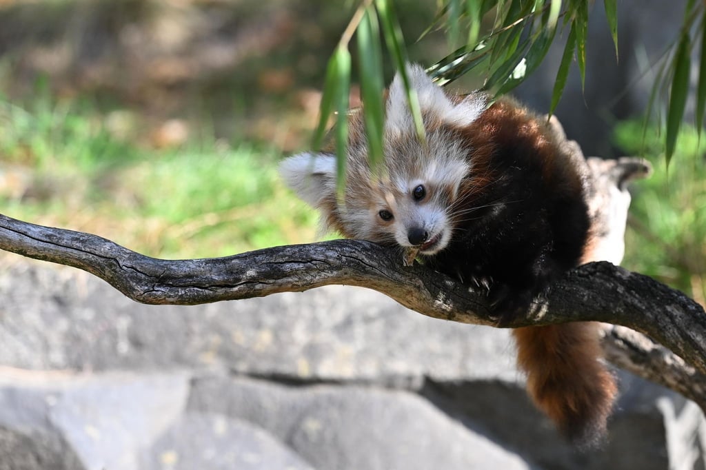 Der Zoo Hannover trauert um einen Kleinen Panda, das Jungtier starb am Wochenende. (Archivbild)