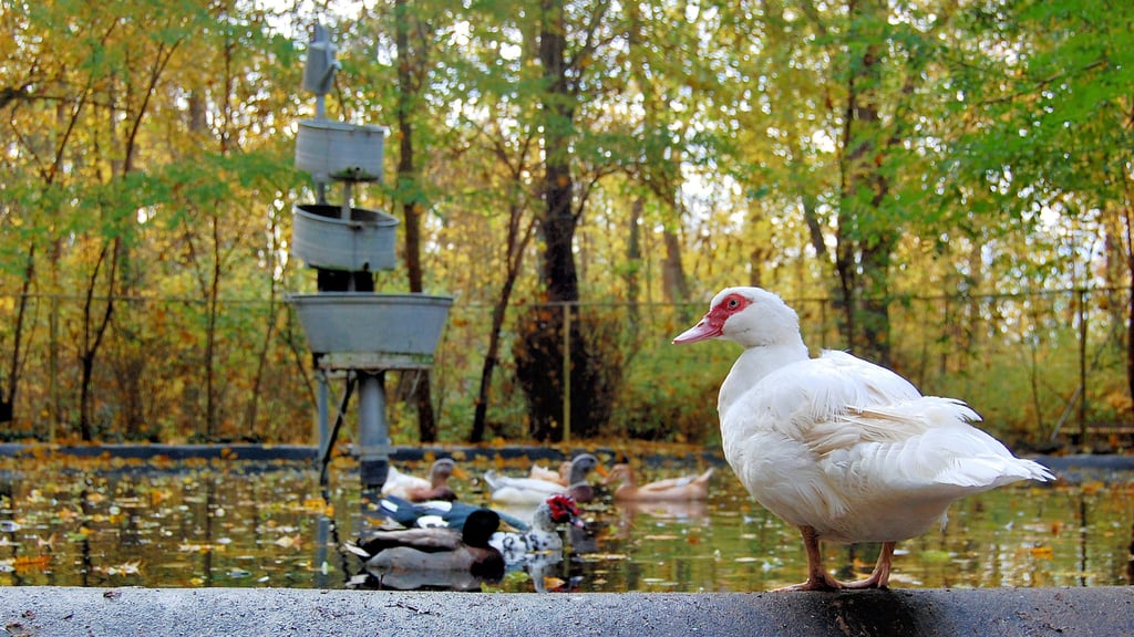 Im Lützener Martzschpark laufen vorbeugende Maßnahmen zum Schutz des Tierbestandes vor der Vogelgrippe. Noch sind diese Ente und ihre Artgenossen in Freiheit, doch nach und nach kommen sie in eine überdachte Voliere.
