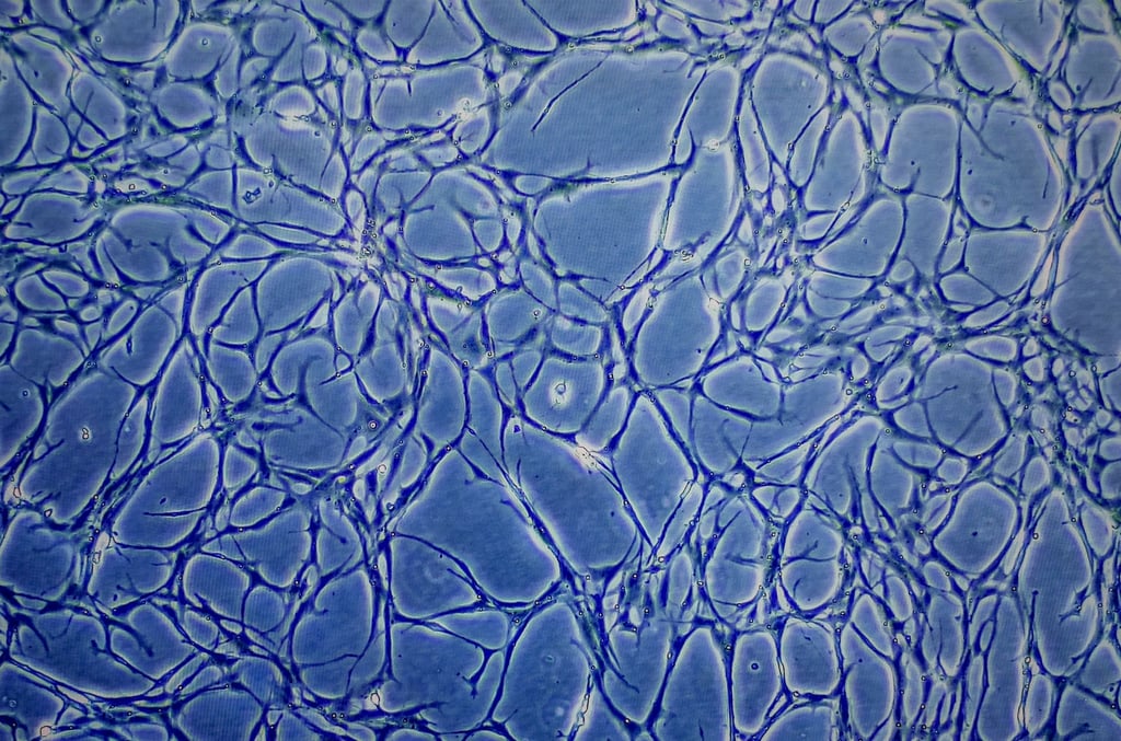 Proben kultivierter Fischzellen sind auf einem Monitor eines Mikroskops zu sehen. (Archivbild)