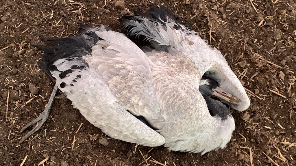 Dieser verendete Kranich wurde bei Zilly, einem Ortsteil von Osterwieck, entdeckt und ist der zweite bestätigte Vogelgrippe-Fall im Landkreis Harz.