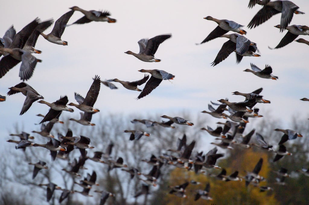 Im Landkreis Leipzig ist erstmals die Vogelgrippe nachgewiesen worden. (Archivbild)