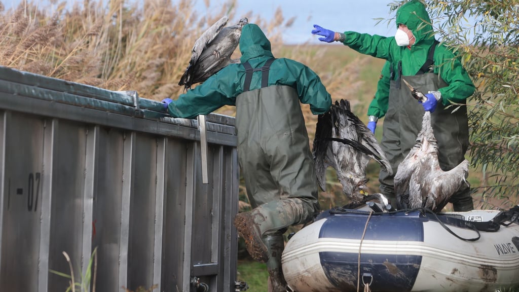 Vor allem Kraniche sind in diesem Jahr von der Vogelgrippe betroffen. (Symbolbild)