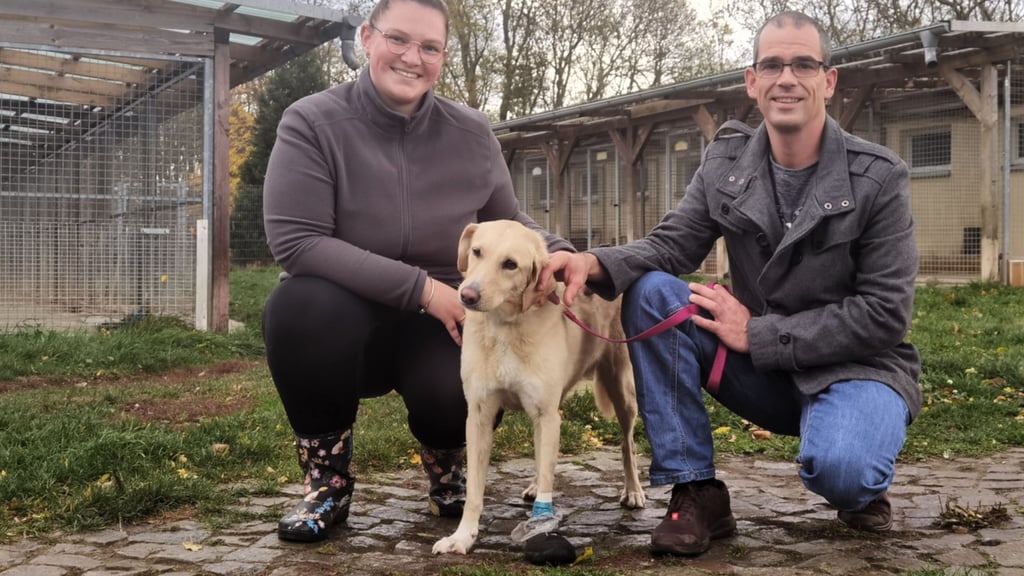 Da freuten sich Tierheimmitarbeiterin Paula Sandtner mit Labrador-Mix Flöckchen, als Oliver Weißleder ihnen eine großzügige Spende für die Arbeit des Derenburger Tierheims überbrachte.