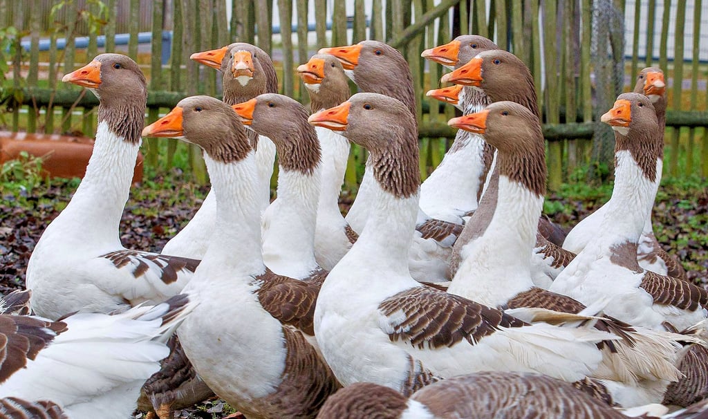 Droht den Gänsen draußen die Gefahr? Der Virus der Vogelgrippe greift um sich, erreicht er den Burgenlandkreis, müssen die Gänse in den Stall.  