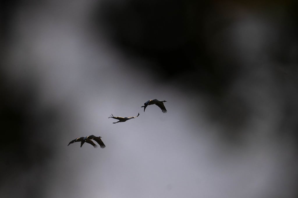 Mit dem Vogelzug breitet sich auch die Vogelgrippe verstärkt aus – in diesem Jahr sind besonders viele Kraniche betroffen. (Archivbild)
