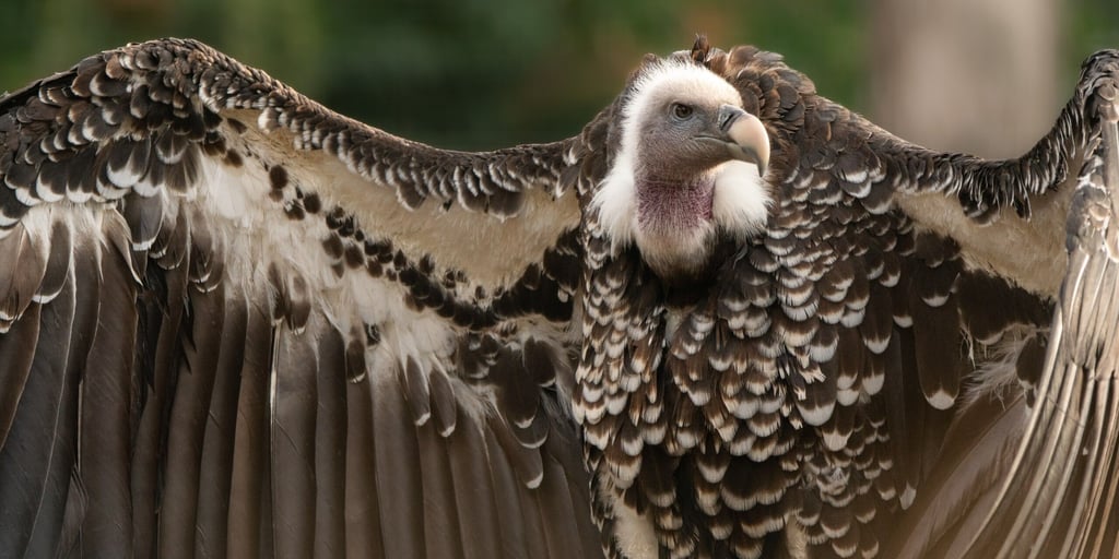 Auch im Magdeburger Zoo werden Maßnahmen zum Schutz der Vögel, wie dieser Geier, ergriffen.