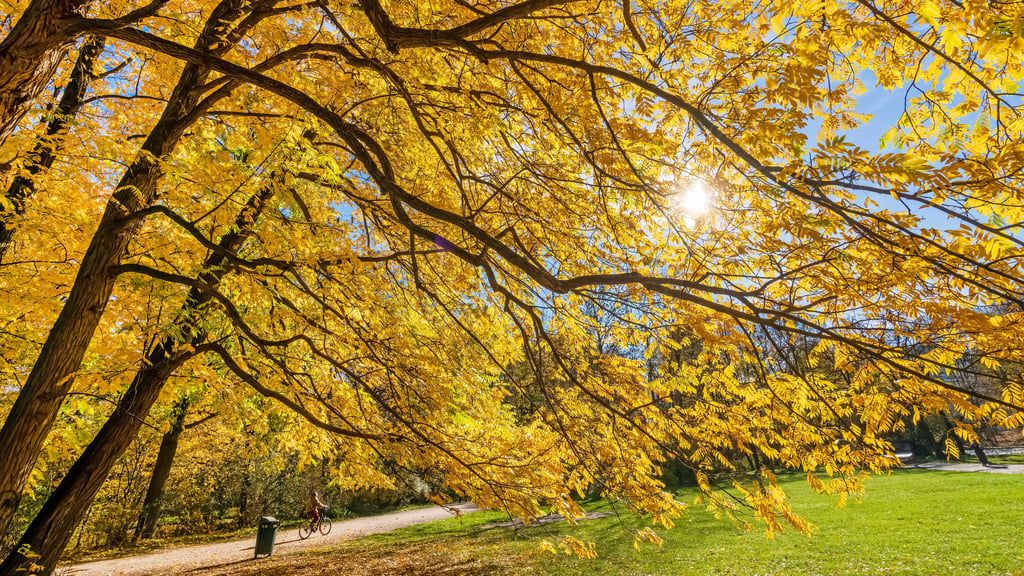 In der ersten Novemberwoche erwartet Sachsen-Anhalt einen goldenen Herbst.