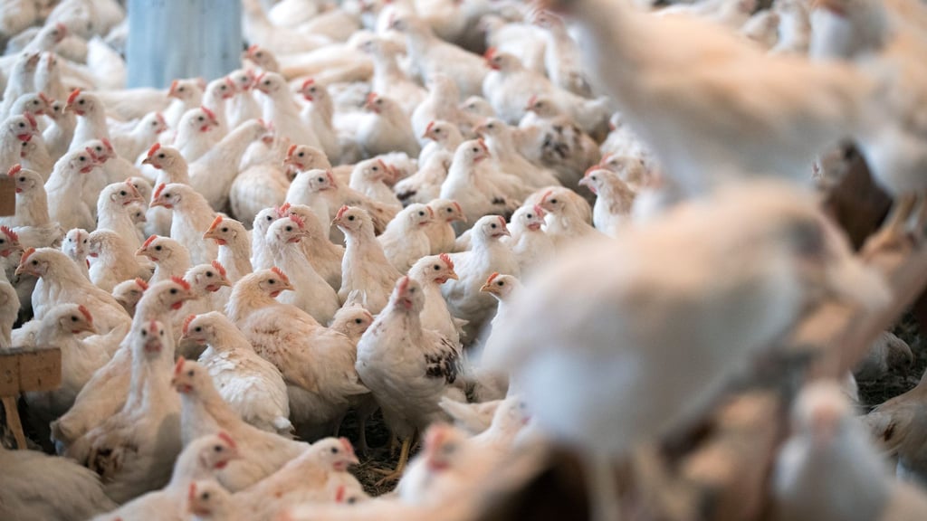 Die Massentierhaltung von Geflügel ist laut der Tierschutzbeauftragten ebenfalls ein Problem. (Symbolbild)