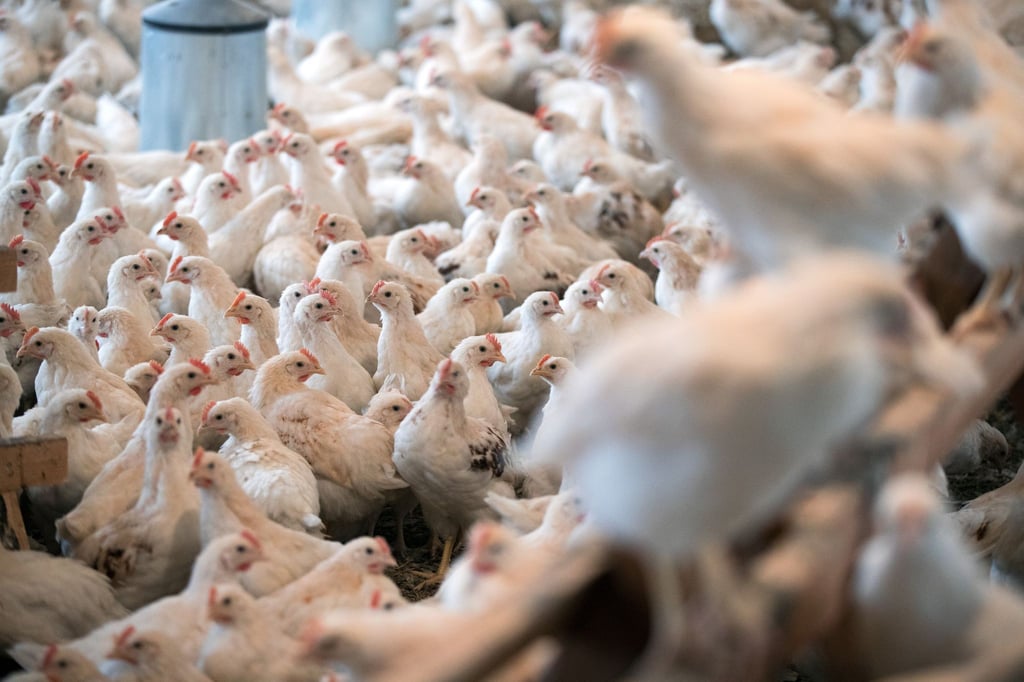 Die Massentierhaltung von Geflügel ist laut der Tierschutzbeauftragten ebenfalls ein Problem. (Symbolbild)