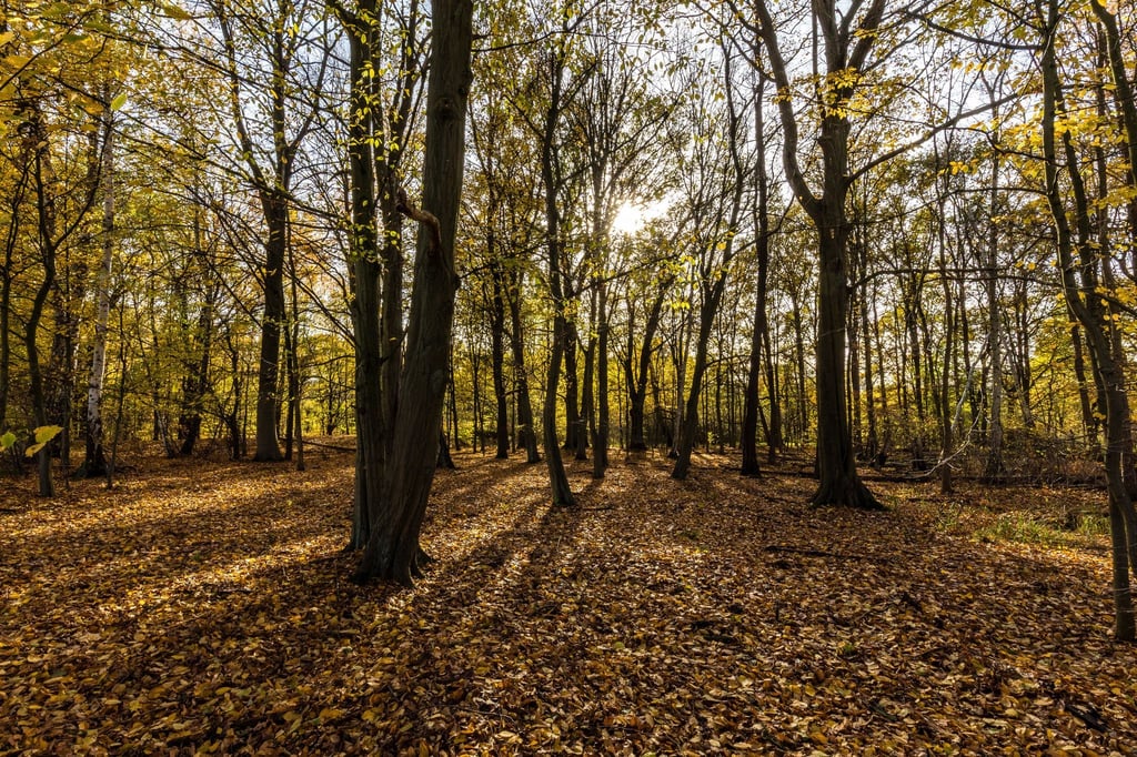 Das Wetter lädt weiterhin zu einem Herbstspaziergang ein. (Symbolbild)