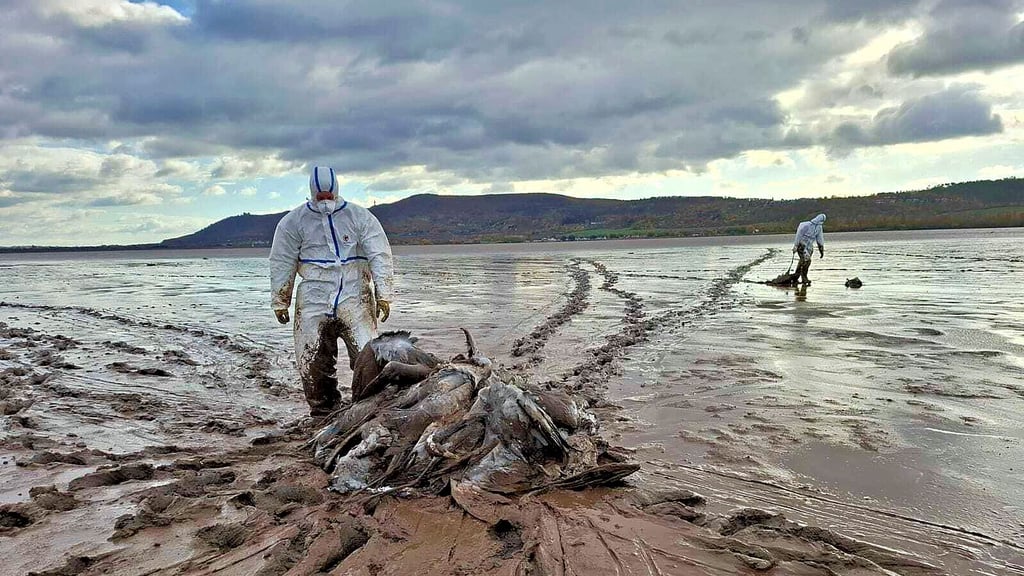 Schlamm, Wind und Hunderte tote Kraniche. Die Helfer am Stausee Kelbra gehen täglich an ihre Grenzen.